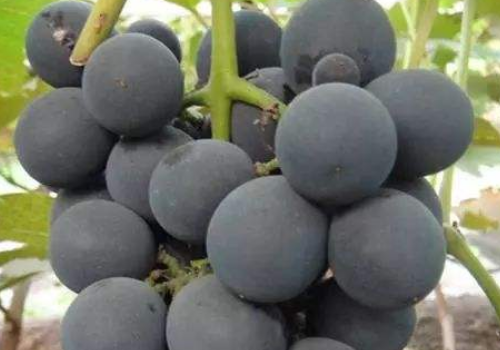 <b>香悦葡萄是酸性还是碱性</b>